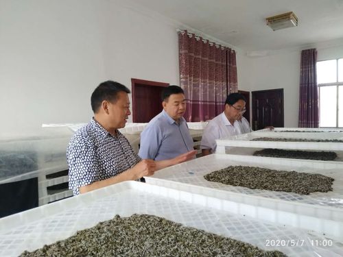 安康市科技局调研员孙伟庆调研人工饲料养蚕试验